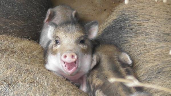 🏞️ 동쓰쿠바 유토피아(히가시쓰쿠바 유토피아) 이미지 1